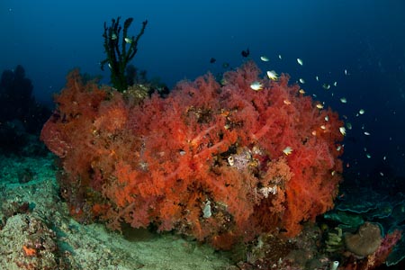 Bright red soft corals definitely posed well for us