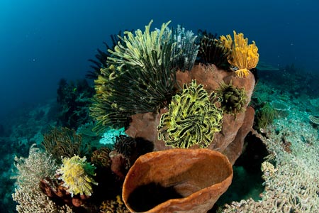 Crinoid studded sponge decorating the reef floor of Buyat Bay