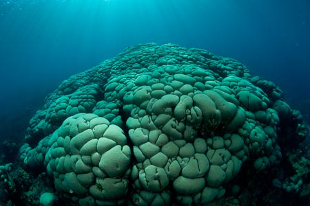 Monstrously big hard boulder coral in 5 meter depth