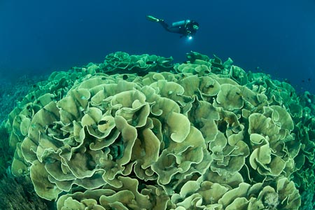 Cabbage coral forest