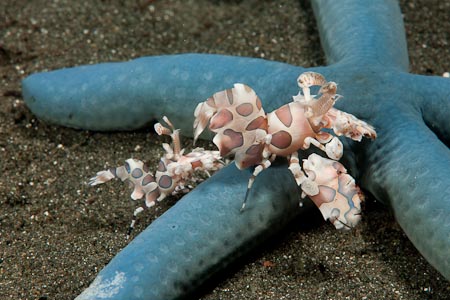 Harlequin shrimps on a blue starfish