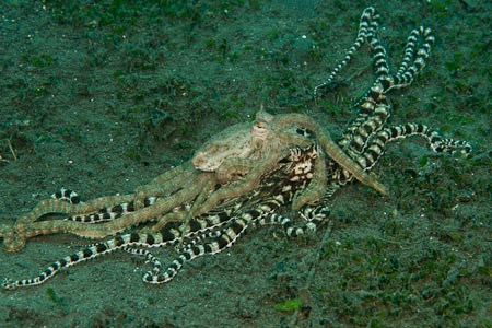 Mating! Yes MATING mimic octopus!!!!!