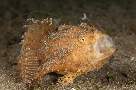 Shaggy, not quite hairy frogfish in hunting position