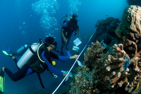 Excellent divers, these students perform reef check to a 20 meter transect in Bunaken reefs