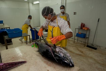 This man on a full 8 hour day can cut open 400 yellowfin tunas for tuna loin processing and packing for export to Japan