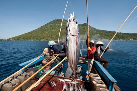 Care for a fresh tuna straight from the hook? Where's our wasabe and kikoman when we need it?