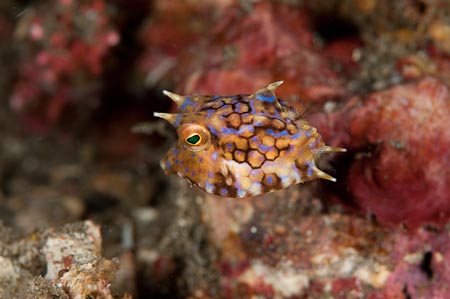 Baby Cowfish that hovers and rotates in position like a little helicopter