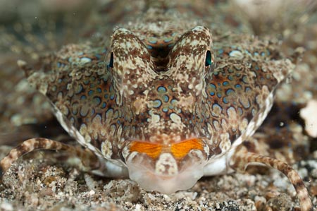 A tiny dragonet ready for her close-up