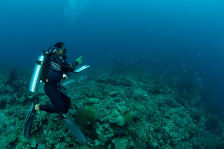 National Park Ranger counting aggregating black snappers in Tomia Island