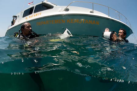 Wakatobi National Park Rangers surfacing after a dive counting fish aggregating during pre-spawning period