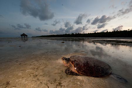 Hawksbill turtle mother at dawn crawling out slowly heaving her body through the low tide