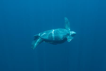 Effortless and graceful underwater, this turtle made a quick pass enough for a photograph
