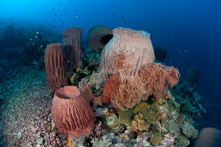 A cluster of barrel sponges at almost 30 meters