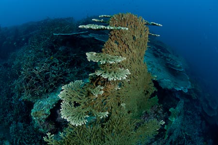 Plate coral continues to grow even after its main plate has fallen sideways from sheer size