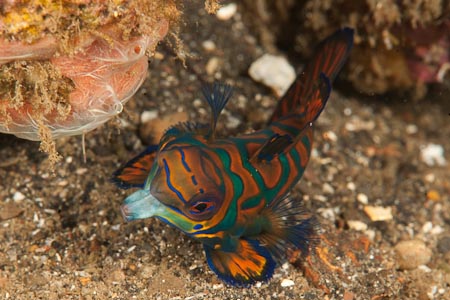 Let me kiss you mein liebling says the mandarinfish to the sand. Oh, I meant let me eat you!