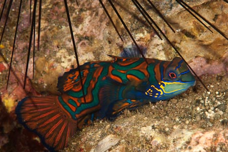 Colorful mandarinfish at daytime tucked into stinging diadema sea urchins
