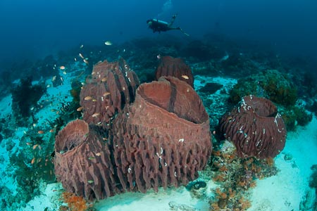 Barrel sponges landscapeed the white sandy bottom of Pulau Koon 