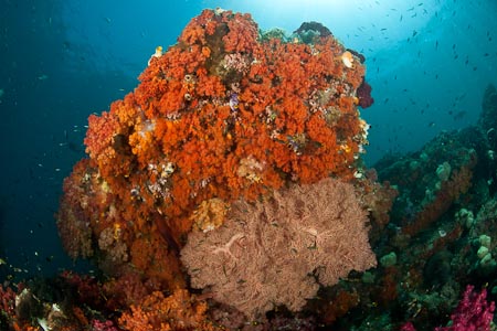 Colors gone nuts - orange soft corals and fan corals everywhere!