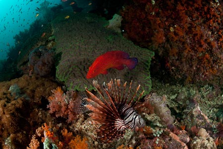 We're so happy to see a healthy number of coral groupers seen here with a lionfish