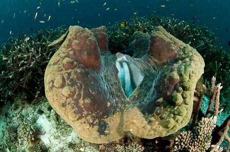 Indeed a giant clam more than a meter long
