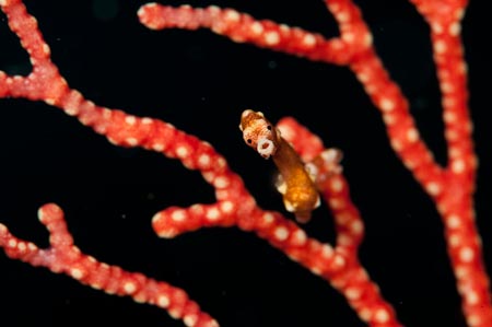 Pygmy seahorse Hippocampus denise