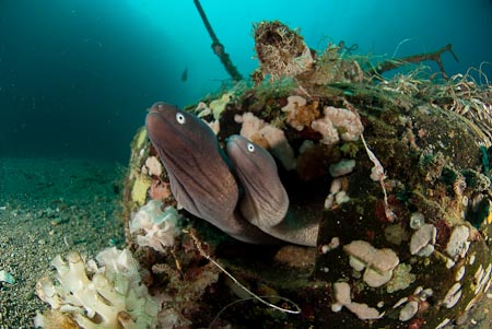 Loads of eels in the Twilight Zone. Here are two white-eyed moray eels with a rubber tire as its home