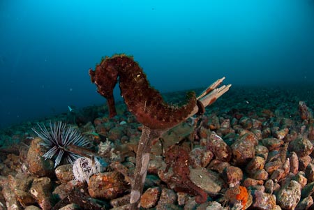 Big Seahorse on a branch. Can you see the smaller seahorse?