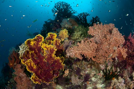 Marine cientists have counted over 540 species of hard corals and 1320 reef fish species in the Raja Ampat Archipelago. And we're not talking yet about soft corals . . .