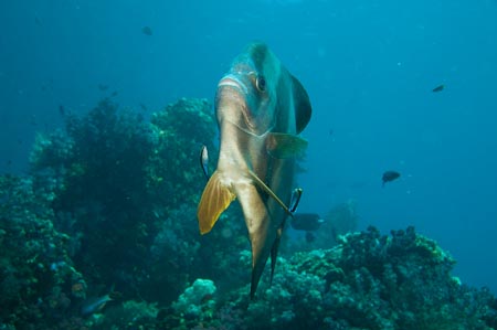 A batfish getting groomed by a cleaner wrasse. This disk-shaped fish has the same behaviour as the similarly shaped massive oceanic sunfish! It rotates with its mouth up and tail down