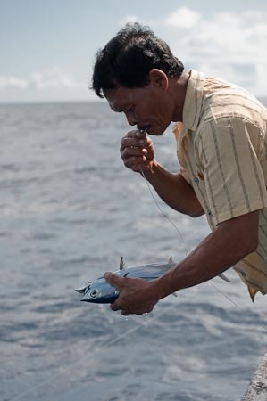 Captain Mu'in hooks a live skipjack tuna to fish for a bigger tuna 