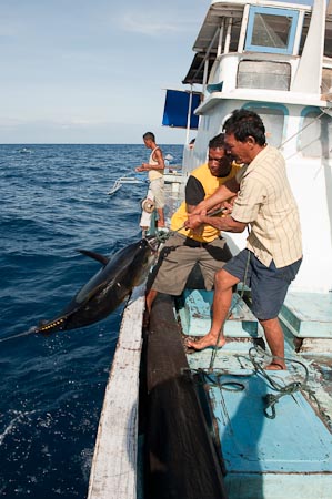 Captain Mu'in and Eman lift a yellowfin tuna into the boat
