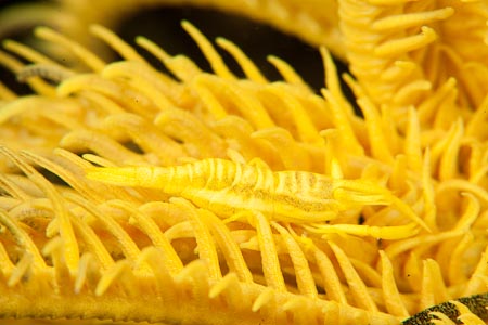 This bright yellow crinoid shrimp is almost invisible as it blends in seamlessly to its home
