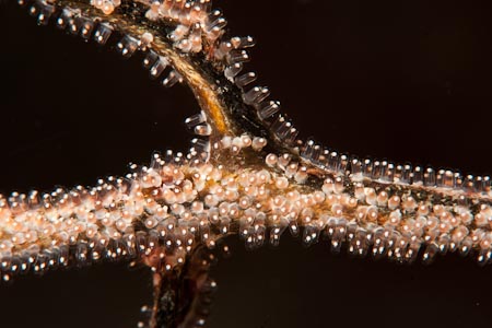 Damselfish eggs on a branch or two of a fan coral. They look like tiny jewels don't they?