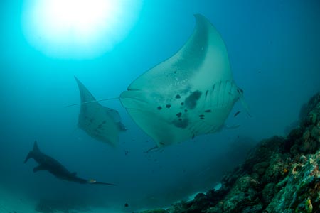 Total grace in motion, three mantas fly above us