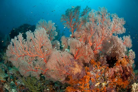 Current flowing through the many islands and reefs in this protected Misool make perfect growing fields for gorgonian fans