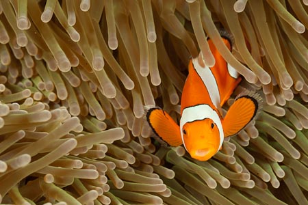 Celebrity clownfish who modeled for the BBC LIFE documentary!