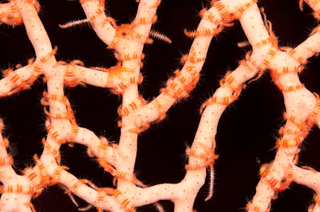 Hundreds of brittlestars find a home in this fan coral same as H.denise the pygmyseahorse. I just love echinoderms. And since my name is Stella, I just have to look for my fellow stars underwater!