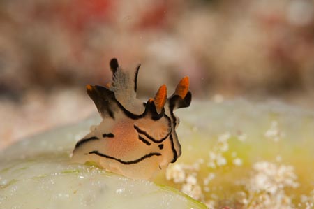 A Thecacera picta nudibranch so tiny it's a  wonder how Otto, our dive huide found this!