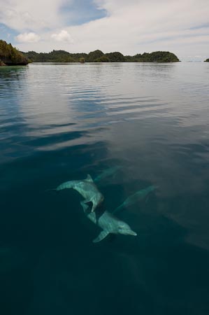 Five bottlenose dolphins on a flat calm day in Raja Ampat