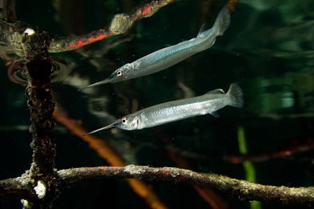 And these half beaks roam along the surface with the archerfishes 