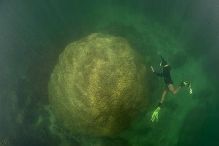 And in 10 meter depths in the mangrove area we found this massive porites hard coral that may be centuries old!!!