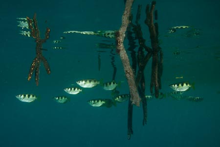 Much like freshwater arowanas, these archerfish stay in the water surface, gulps in water to spit on an unknowing insects perched on a leaf or branch of mangroves