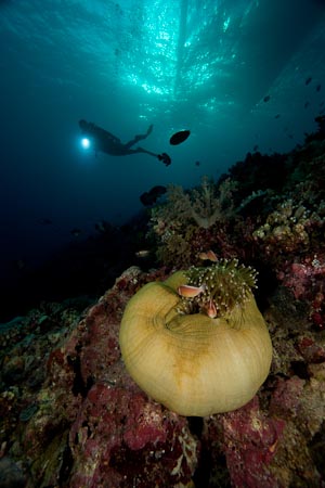 A dusk dive in Apo Reef south east corner with Anemonefish in the foreground and an outrigger boat outline in the surface