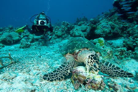 Michi videos a feeding hawksbill turtle oblivious of all the divers surrounding it!