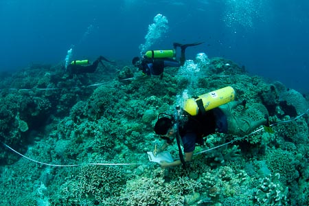 Transect lines are stretched for WWF and DENR to monitor the coral reef growth or deterioration