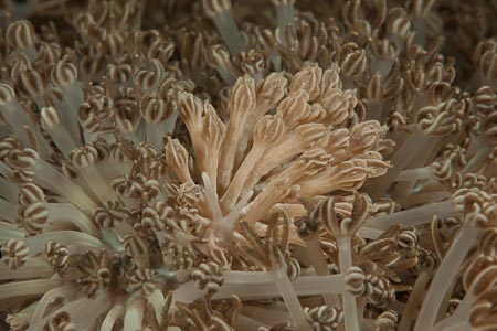 A nudi mimicking a Xenia soft coral - Phyllodesmium rudmani