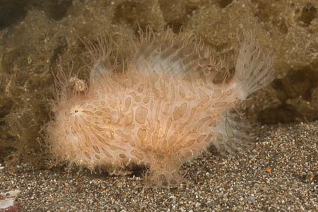 We finally see a real hairy frogfish. An beautifully weird looking critter that eluded us in our long stay in Lembeh we find in Anilao!