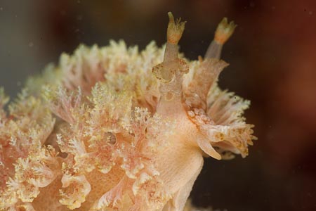 A fluffy soft coral looking nidibranch - Marionia arborescens