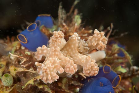 Another soft coral mimic crawling over tunicates - Ceratosoma alleni