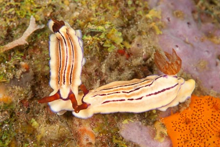 The meeting of two nudibranchs Hypselodoris emma